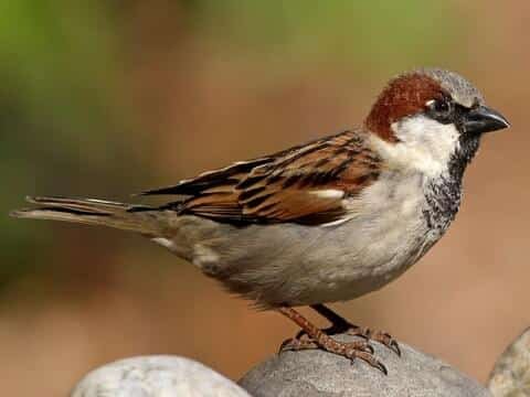 Bihar state bird - house sparrow