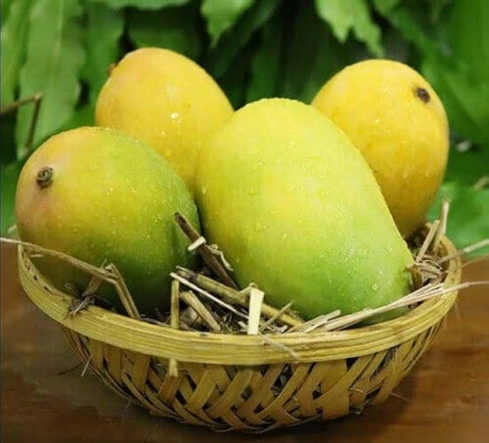 State fruit of bihar is Mango