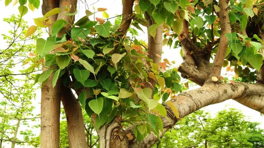 Bihar State Tree Peepal