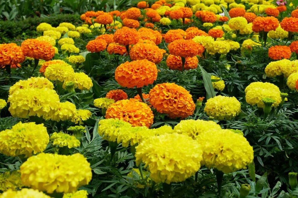 Bihar state flower marigold