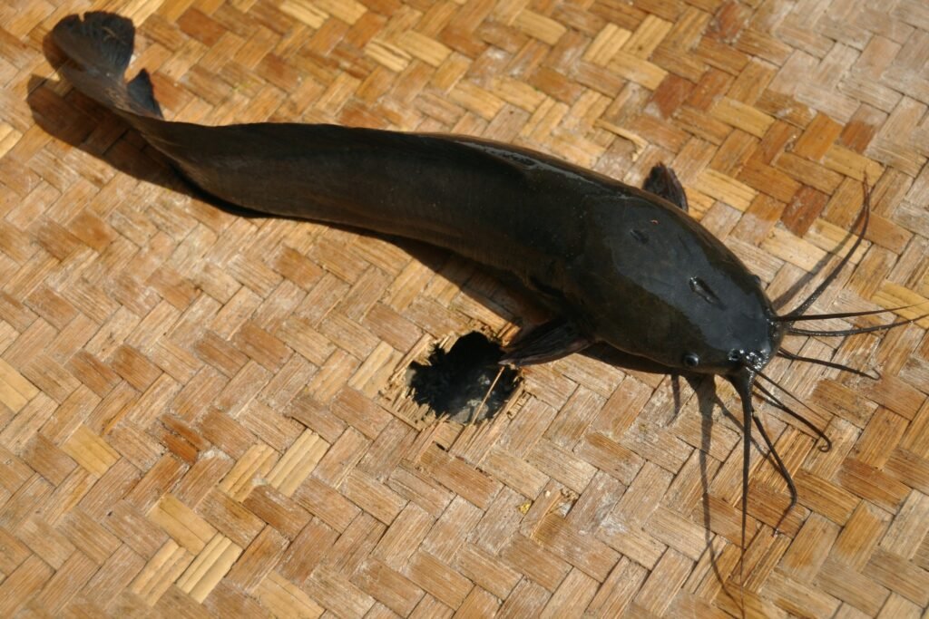 Bihar state fish walking catfish