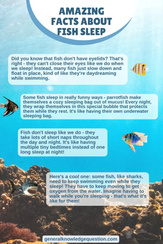 Blue Underwater Amazing Fact About Fish