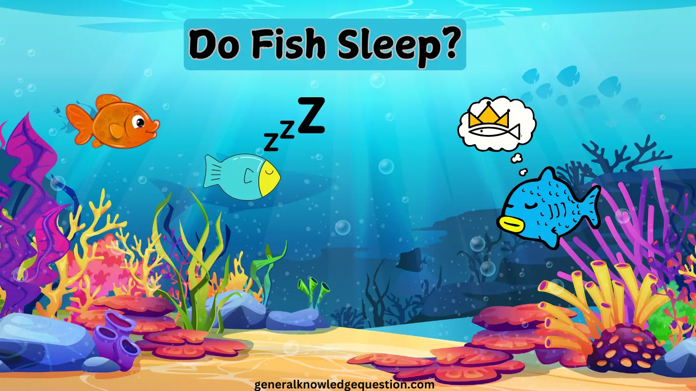 Do fish sleep?