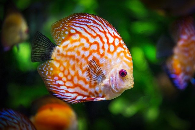 discus fish, fish